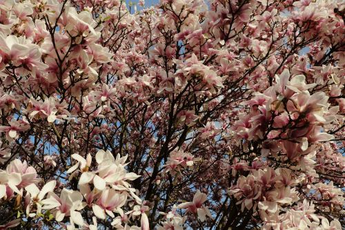 Magnolija, Magnolijos Medis, Pavasaris, Rožinis, Augalas, Žiedas, Žydėti, Budas, Gėlės, Magnoliengewaechs, Frühlingsblüher