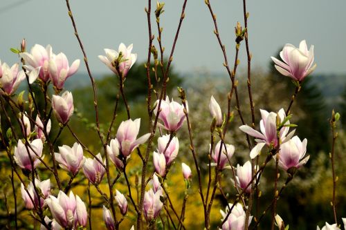 Magnolija, Gėlės, Pavasaris