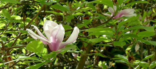 Magnolija, Pavasaris, Viena Gėlė