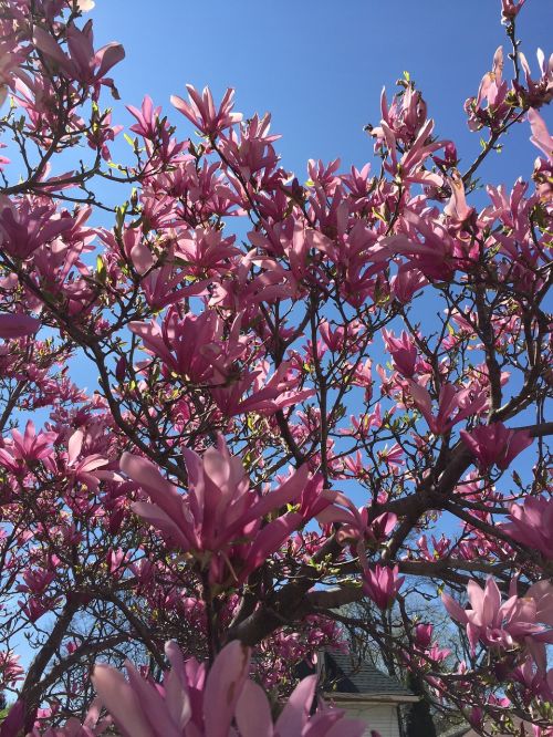 Magnolija, Žydintis Medis, Pavasaris