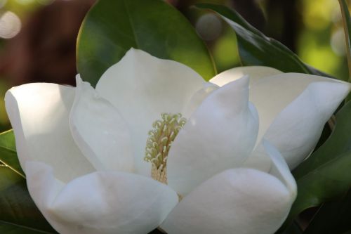 Magnolija, Balta, Magnoliengewaechs, Gėlės