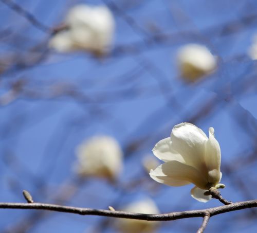 Magnolija, Balta Magnolija, Baltos Gėlės, Gėlių Medis, Žiedas, Balta, Gėlės