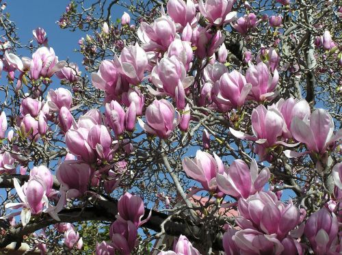 Magnolija, Medis, Pavasaris