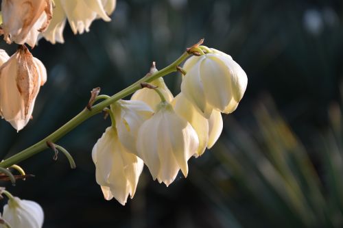 Magnolija, Gėlė, Baltos Gėlės