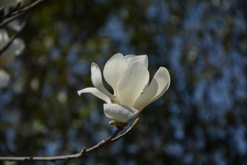 Magnolija, Magnolijos Gėlė, Baltos Gėlės, Gėlė