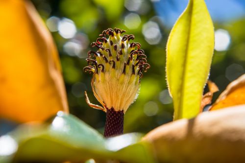 Magnolija, Gėlė, Bokeh, Spalvos, Pavasaris