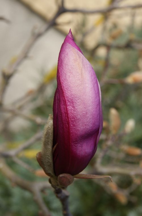 Magnolija, Gėlė, Gamta, Pavasaris, Magnolija Liliiflora