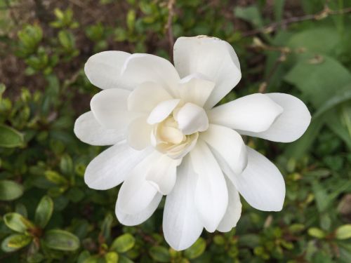 Magnolija, Balta, Gėlė