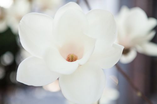 Magnolija, Balta Magnolija, Gėlės, Pavasario Gėlės, Baltos Gėlės, Vienas Verslas