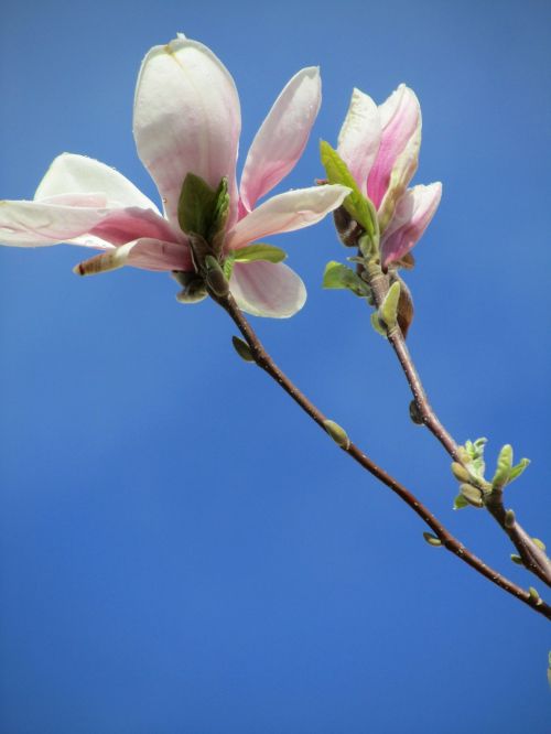 Magnolija, Rožinis, Gėlės