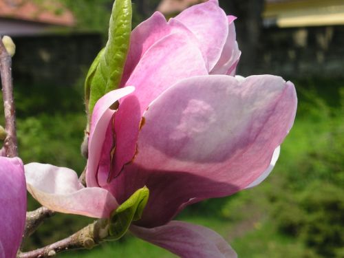 Magnolija, Pavasaris, Gėlės