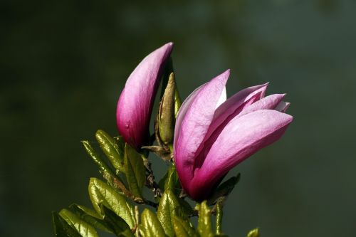 Magnolija, Pavasaris, Rožinis, Gėlės