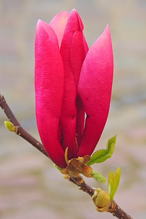 Magnolija,  Pobūdį,  Gėlė,  Augalas