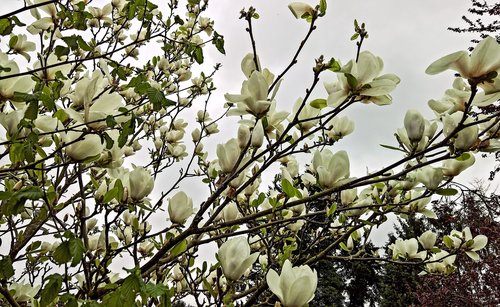Magnolija,  Magnolija Medis,  Pavasaris,  Daug Baltos Gėlės,  Šviesus,  Gėlės