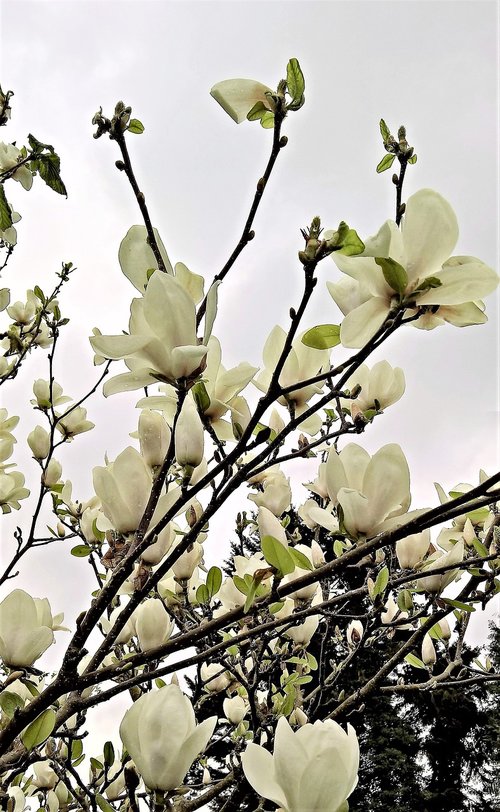 Magnolija,  Magnolija Medis,  Daug Baltos Gėlės,  Pavasaris,  Šviesus,  Pobūdį,  Gėlės