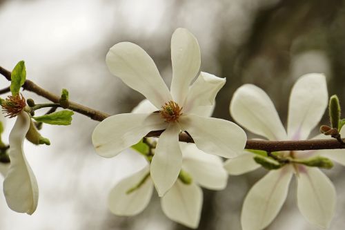 Magnolija, Balta, Žydintys Medžiai, Pavasaris, Žydi, Gėlė, Šviežias