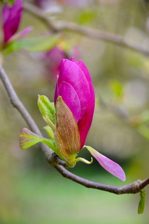 Magnolija, Žiedas, Žydėti, Pavasaris, Rožinis, Balta, Medis, Gamta, Dekoratyvinis Augalas, Budas, Magnoliengewaechs, Blütenmeer, Gėlės, Augalas, Pilnai Žydėti, Magnolijos Žiedas, Dekoratyvinis