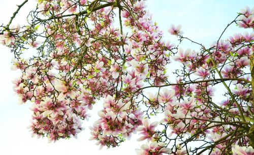Magnolija,  Magnolijos Medis,  Gėlės,  Rožinis,  Magnolijos Gėlės,  Pavasaris
