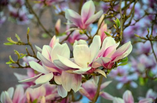 Magnolija,  Magnolijos Medis,  Gėlės,  Rožinis,  Magnolijos Gėlės,  Pavasaris