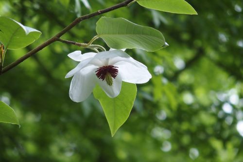 Magnolija, Skėtinis Medis, Balta, Žalias, Gėlė, Gamta, Flora