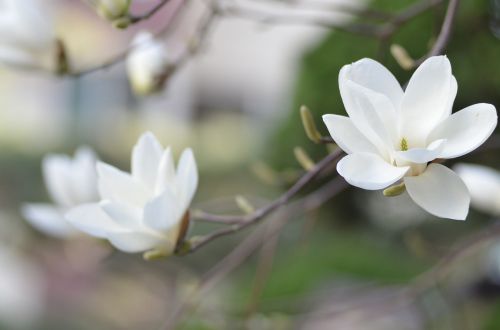 Magnolija, Augalai, Gėlės