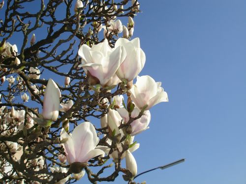 Magnolija, Frühlingsblüher, Gėlės, Pabudimas, Grožis, Gamta