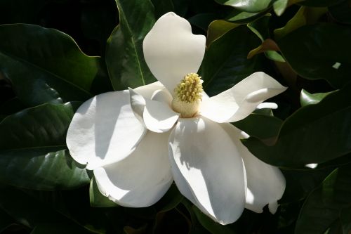 Žydi Magnolija, Augalas, Gėlė