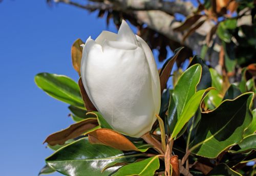 Magnolijos Pumpurai, Balta Gėlė, Medis, Florida Augmenija, Gamta