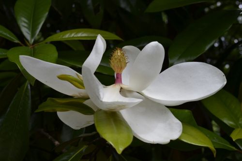 Gėlė,  Magnolija,  Magnolija Gėlė