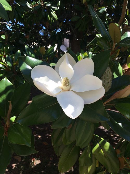 Magnolijos Gėlė, Balta, Gamta, Vasaros Gėlės, Medis, Baltos Gėlės
