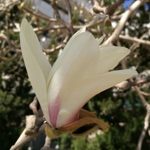 Magnolijos Gėlė, Pavasaris, Žydėti
