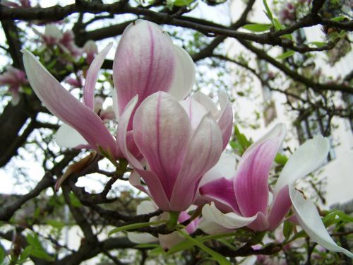 Magnolijos Gėlė, Pavasaris, Augalas