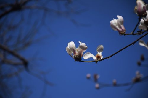 Magnolijos Gėlė, Balta, Mėlynas