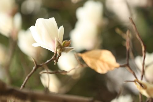 Magnolijos Gėlė, Balta, Gėlė