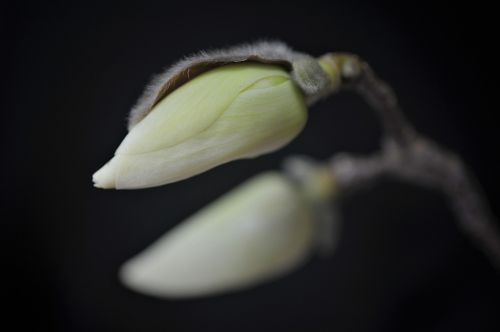 Magnolijos Gėlė,  Balta Magnolija,  Magnolija,  Be Honoraro Mokesčio