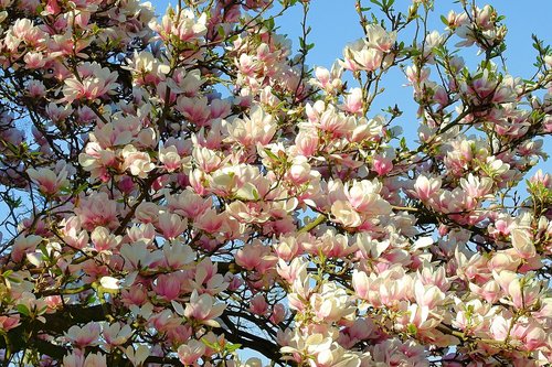 Magnolija Gėlių,  Pavasaris,  Rožinis