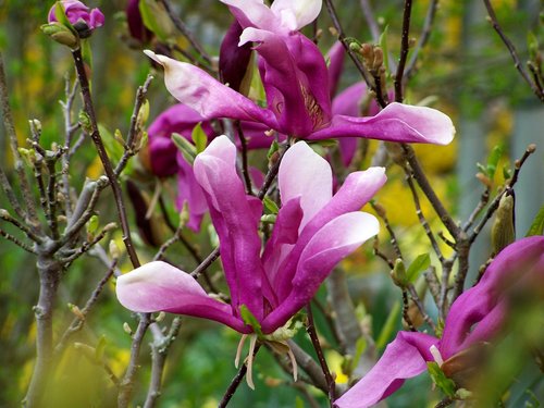 Magnolija Gėlių,  Pobūdį,  Augalas