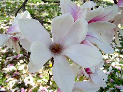 Magnolijos Gėlė, Pavasarinis Žydėjimas, Tulpių Medis