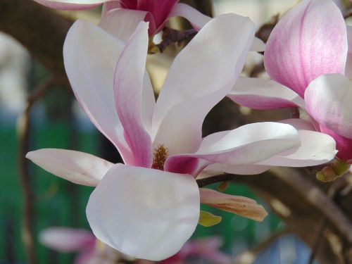 Magnolijos Gėlė, Gėlė, Tulpių Medis