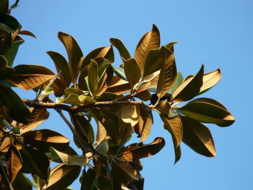 Magnolijos Lapai, Medis, Lapai, Magnolija, Magnoliengewaechs, Magnoliaceae