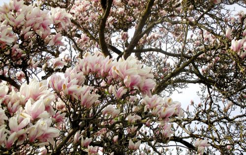 Magnolijos Medis, Magnolijos Gėlės, Medžiai, Gėlės, Gražus, Mammern, Ežero Konstanta, Thurgau, Šveicarija