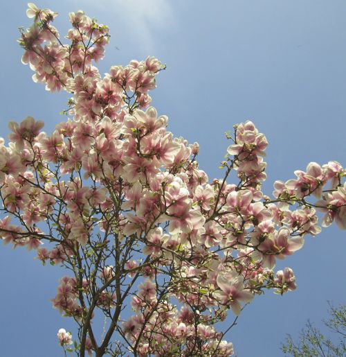 Magnolijos Medis, Pavasaris, Lapai, Balta, Violetinė, Vasara, Gražus, Gėlė, Augalas