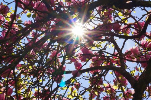 Magnolijos Medis, Atgal Šviesa, Pavasaris, Saulė, Medis, Estetinis, Violetinė, Gėlė, Augalas, Gėlės, Magnolijos Gėlės