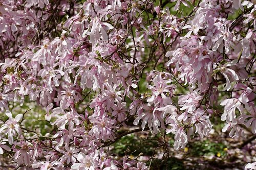 Magnolija Medis,  Magnolija,  Rožinis,  Gėlės,  Visiškai Rozkwitnie,  Gėlė,  Medis,  Augalų,  Filialas