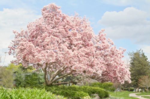 Magnolijos Medis, Pavasaris, Rožinis, Žiedas, Žydi, Pavasaris, Gėlių
