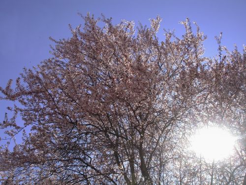 magnolia tree spring sun