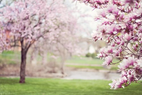 Magnolijos Medžiai, Pavasaris, Žiedai, Pavasaris, Žydintis Medis, Rožinis, Gegužė