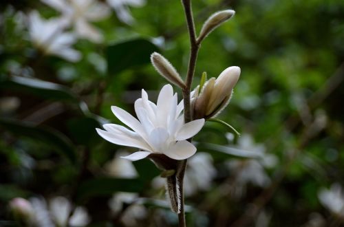 Magnolijos, Gėlės, Baltos Gėlės, Pavasaris, Medis, Gamta, Sodas, Botanika, Žydėjimas, Augalas, Flora, Magnolijos Žvaigždė