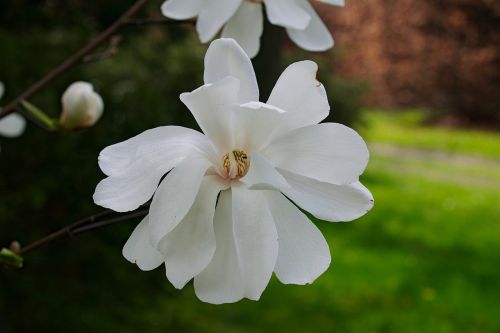Magnolijos, Balta Magnolija, Magnolijos Gėlė, Gamta, Balta, Iš Arti, Pavasaris, Balta Gėlė, Didelė Gėlė, Delikatesas, Magnolija, Gėlė