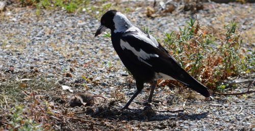 Speniai, Australia, Gimtoji, Paukštis, Laukinė Gamta, Gamta, Gyvūnas, Paukštis, Medžioti, Fauna, Laukiniai